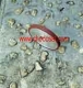 Đĩa mài kim cương Trung Quoc 100x10(lỗ 20)